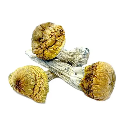 Cambodian mushrooms for sale Europe