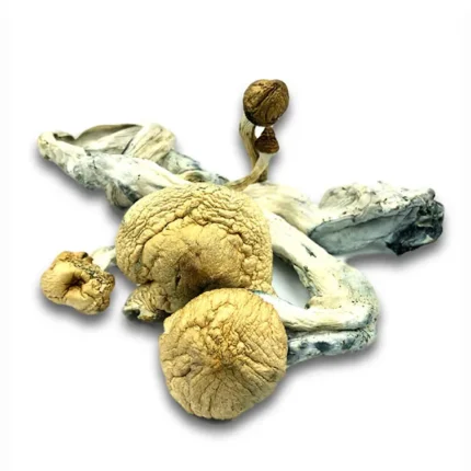 Organic Golden Teacher mushrooms Europe