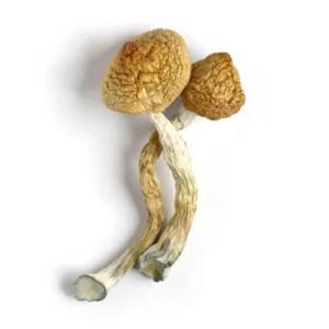 Organic Golden Teacher mushrooms Europe