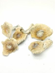 Albino A+ Cubensis Mushrooms Europe