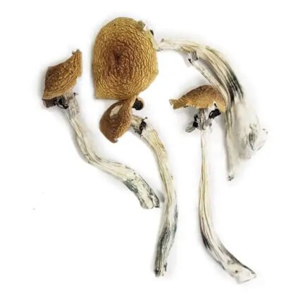 Buy Wavy Caps Mushrooms Store Europe