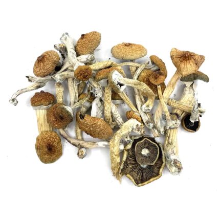 Buy Blue Meanie magic mushrooms shop in Europe