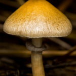 Czech Republic mushroom Shop