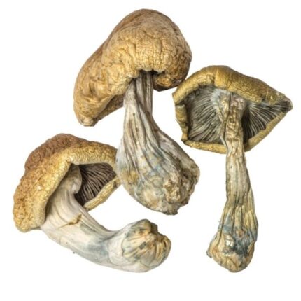 Cambodian mushrooms for sale Europe