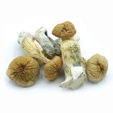 Buy Burma magic mushroom store in Europe