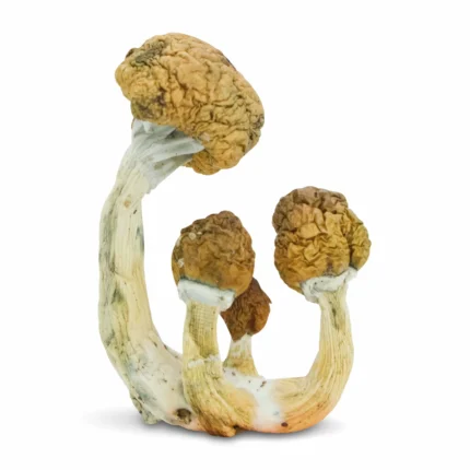 Ecuadorian Mushrooms For Sale Europe