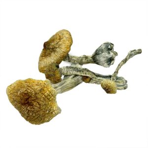 Cambodian mushrooms for sale Europe